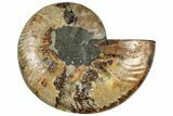 Cut & Polished Ammonite Fossil (Half) - Madagascar #308629-1